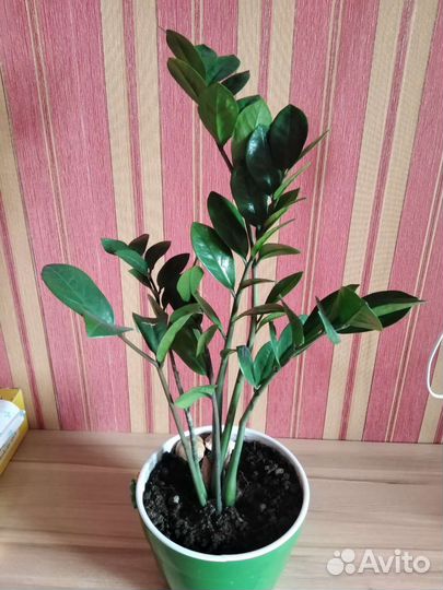 Замиокулькас