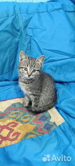 Котята в добрые руки приучены к лотку