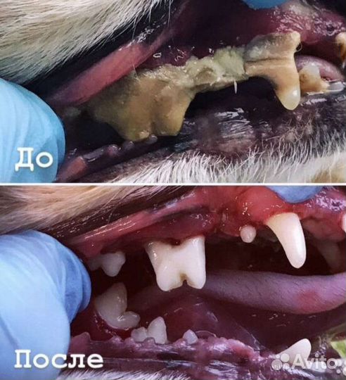 Ультразвуковая чистка зубов собаке, кошек.Подрезка