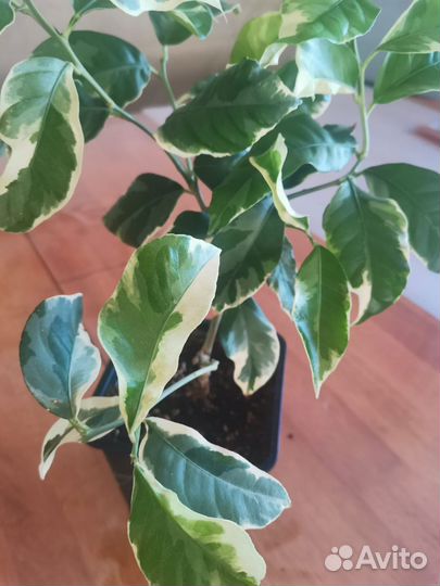 Лимон вариегатный, плодоносящие саженцы, 2х летки