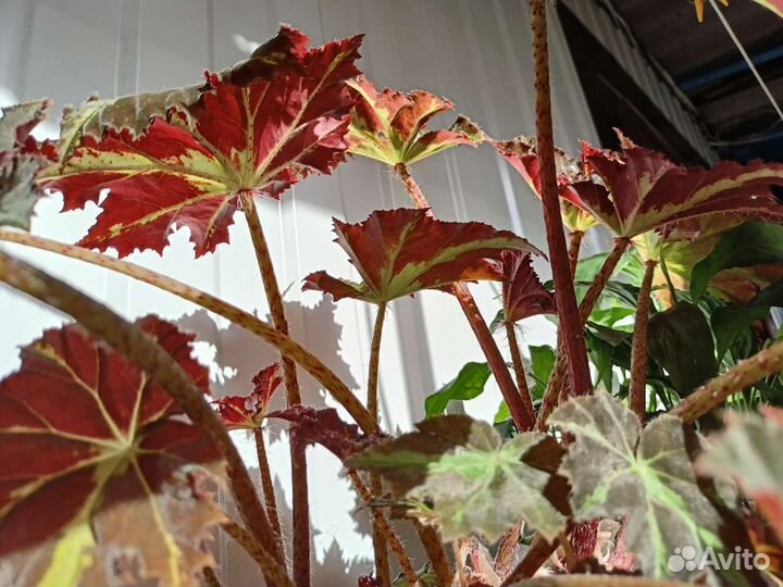 Спатифиллум,Оксалис,Пилея Кадье, Адиантум,Бегонии