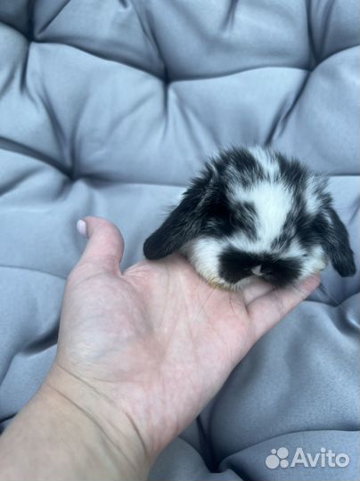 Кролик Mini Lop