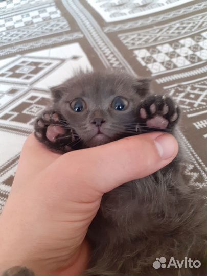 Котята в добрые руки даром