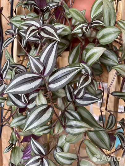 Традесканция комнатные растения