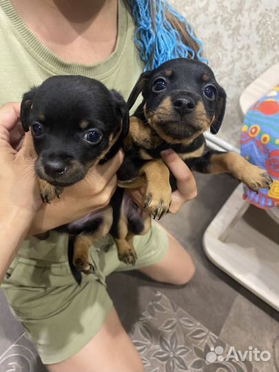 Мини той-терьер