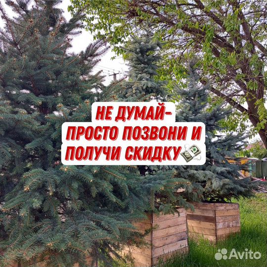 Елка ель голубая в горшке Ольденбург Глаука