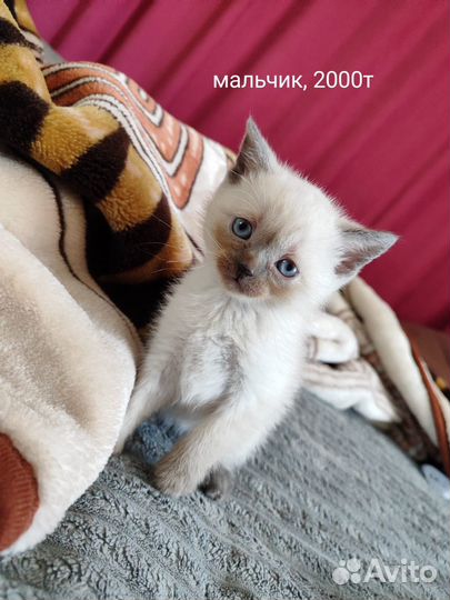 Отдам даром шотландских котят