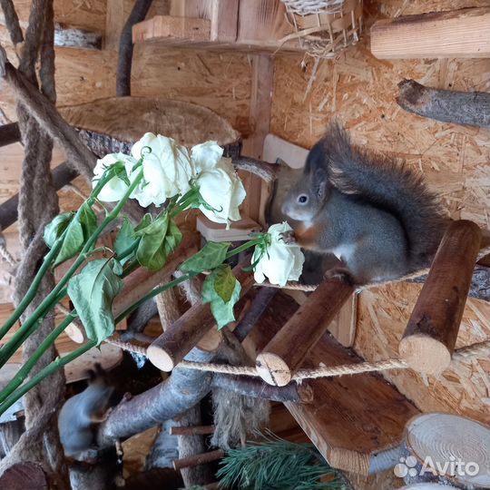 Белка. бельчата