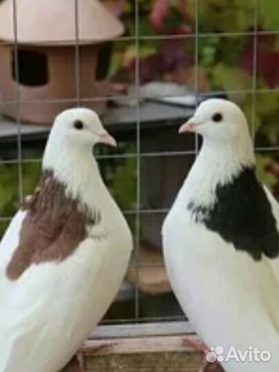 Голуби продам