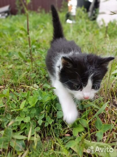 Котята