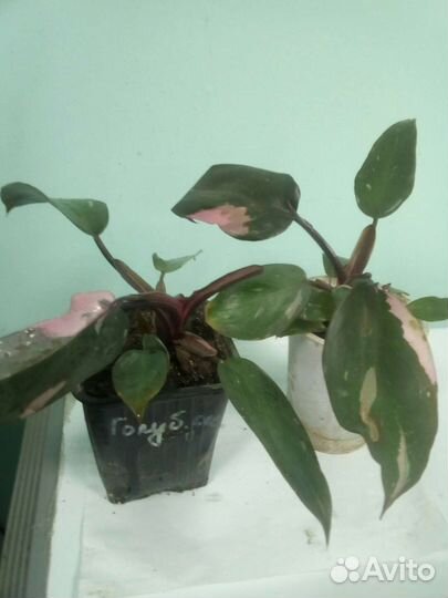 Филодендрон Розовая принцесса