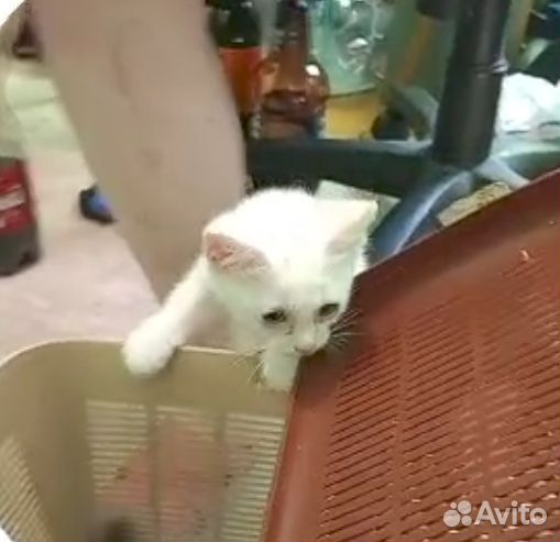 Котята