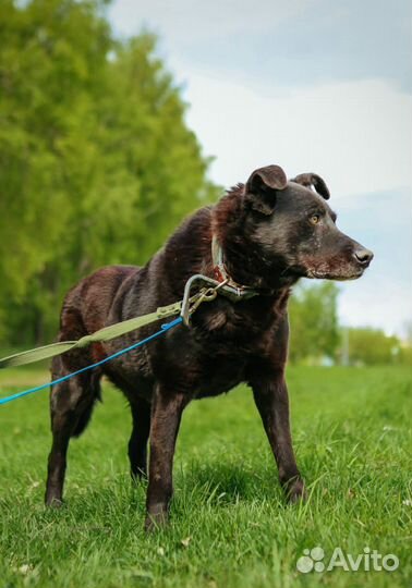 Красавец пес страдает без хозяина