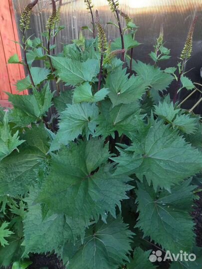 Бузульники