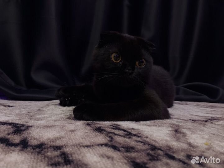 Шотландский кот. Вязка