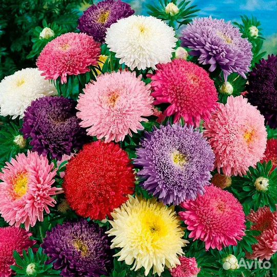 Многолетние садовые растения Астры, Канны, Юкка