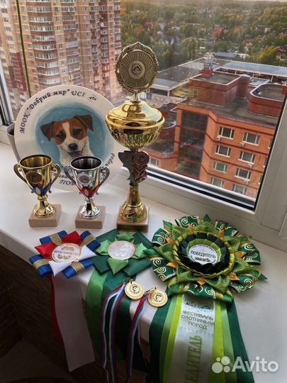 Вязка кобель такса длинношестная