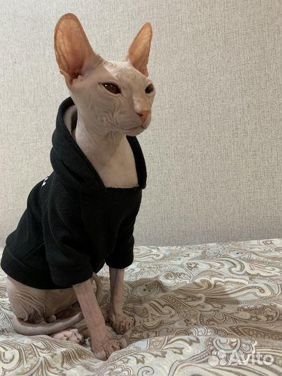 Донской сфинкс вязка