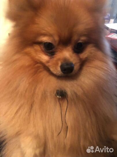 Померанский шпиц на случку. Возьму щенка. Девочку