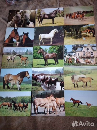 Открытки с лошадьми. Обновлено