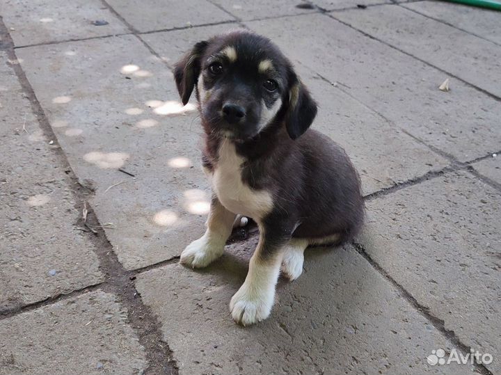 Щенки бесплатно в добрые руки