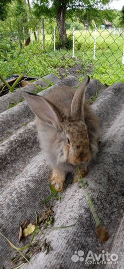 Продам кроликов