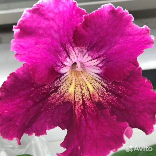 Стрептокарпус Кокарда