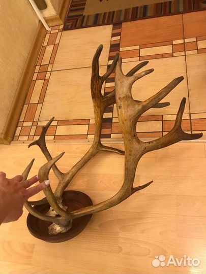 Рога оленя