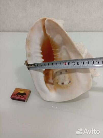 Ракушка морская большая