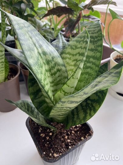 Сансевиерия Хани (щучий хвост)