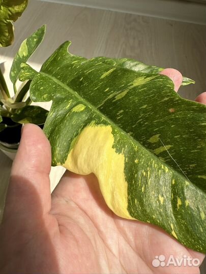 Филодендрон ринг оф файер