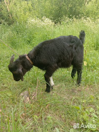 Козлята,козы