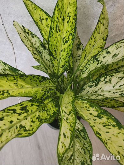 Диффенбахия Vesuvius (Везувий)