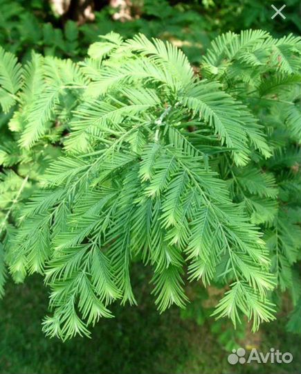 Метасеквойя