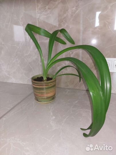 Разные комнатные цветы