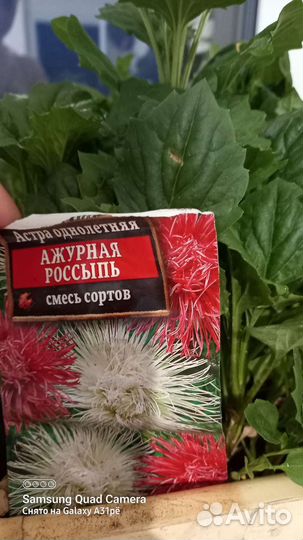 Рассада астр