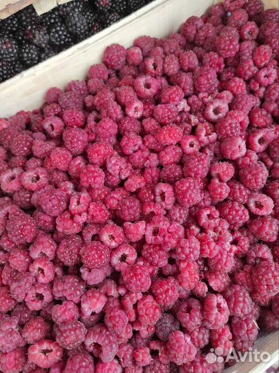 Клубника,малина ягода сКиргизии 10.07