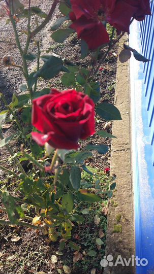 Розы(кусты)