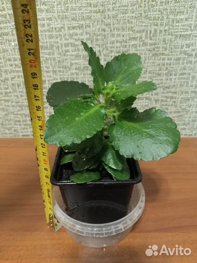 Комнатные цветы — суккуленты