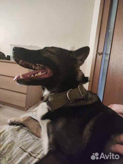 Передержка собак и кошек