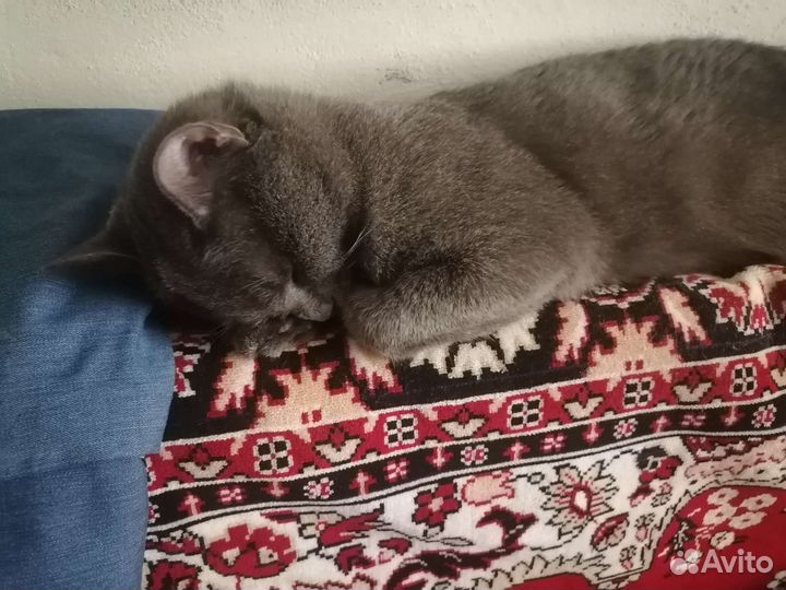 Котик на вязку
