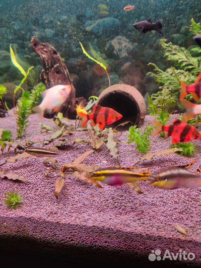 Пельвикохромисы аквариумные рыбки