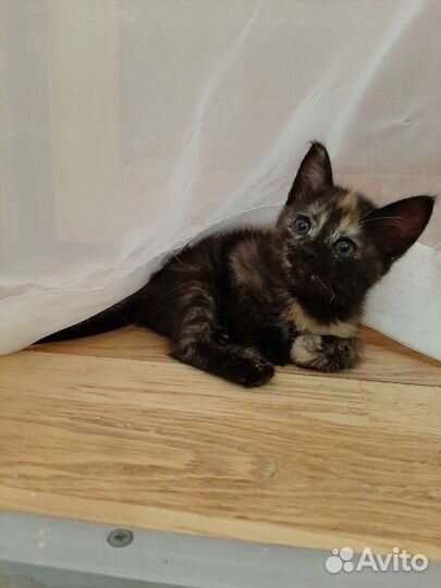 Ласковая мурлыка в добрые руки