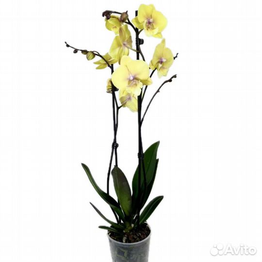 Орхидея фаленопсис — 2 ствола, красота и изящество