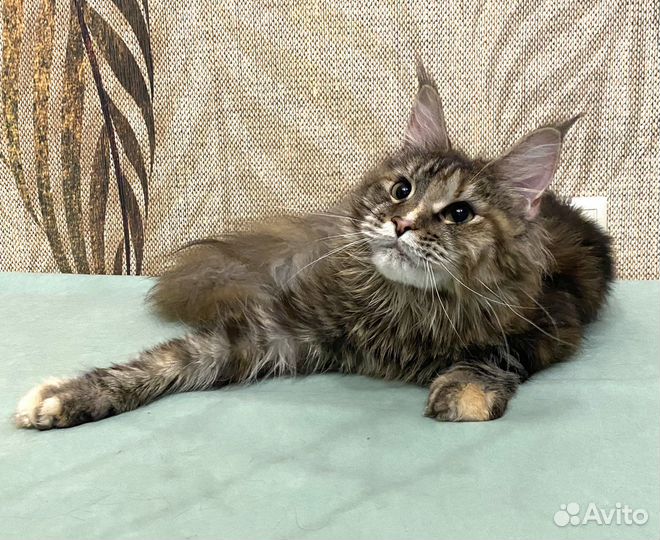 Мейн-кун кошечка