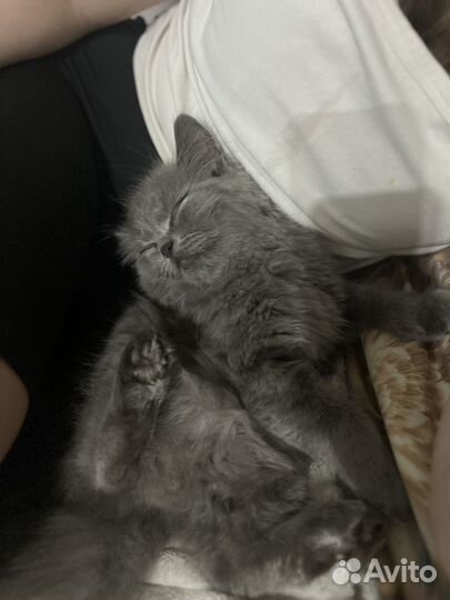 Одам кота в добрые руки