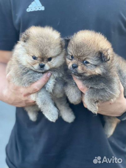 Щенки шпица