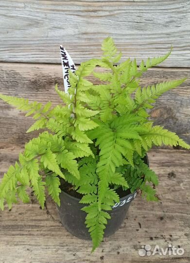 Папоротники -Оноклея, Кочедыжник, Страусник