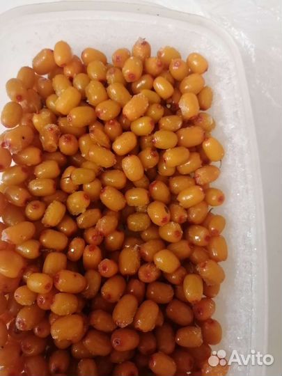 Облепиха саженцы