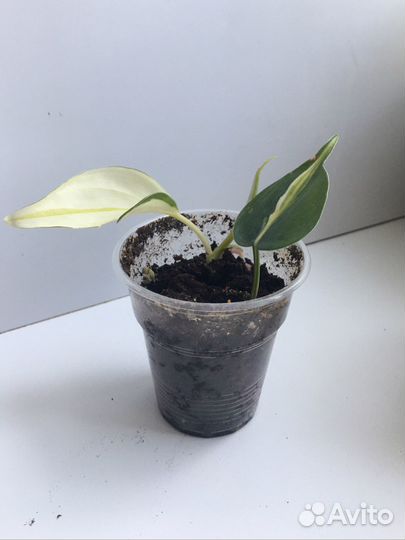 Филодендрон триколор